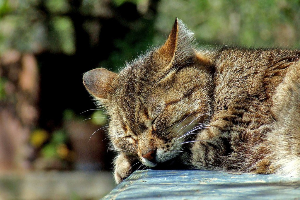 眠さに打ち勝つ 生理前のどうしようもない眠気とだるさ対策 生理のことから妊娠 出産 育児まで 女性のための情報サイト ルナルナ