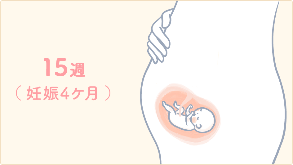 【妊娠15週目】そろそろ胎動？赤ちゃんの動きはお腹の中でますます活発に！ 生理のことから妊娠・出産・育児まで。女性のための情報サイト ｜ルナルナ