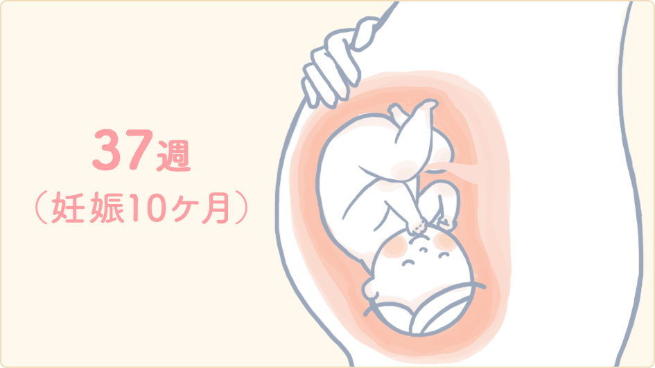 【妊娠37週目】いつ生まれてもおかしくない「正期産」の時期に。子宮口はどんな状態？ 生理のことから妊娠・出産・育児まで。女性のための情報