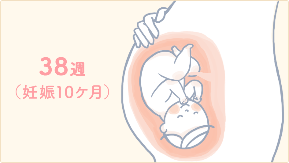  HRT による妊娠の予防