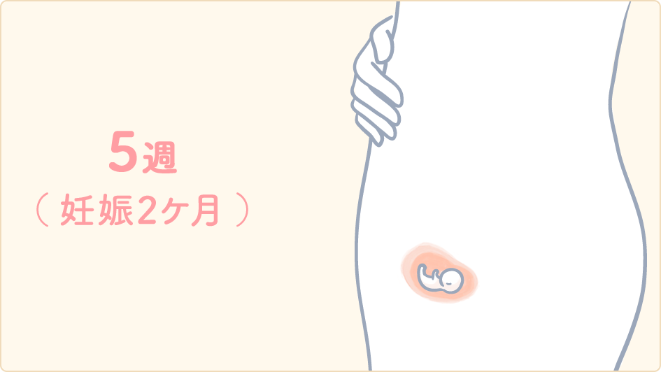 赤ちゃんの発育